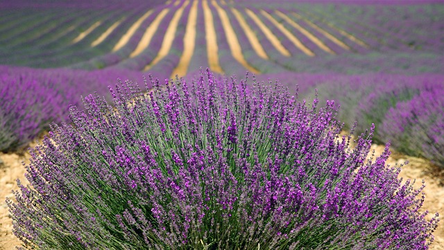 Voordelen en toepassingen van lavendel olie voor je gezondheid en welzijn